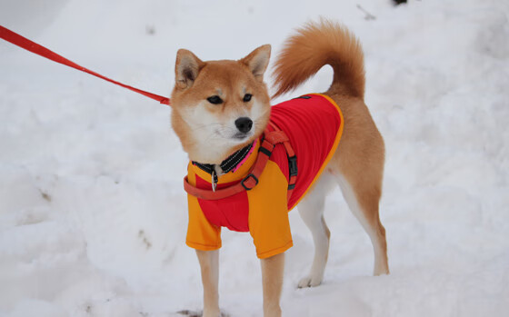 开云网址入口-“马科斯·莫奇:阿根廷美洲狮队的防守支柱,未来大有可为”