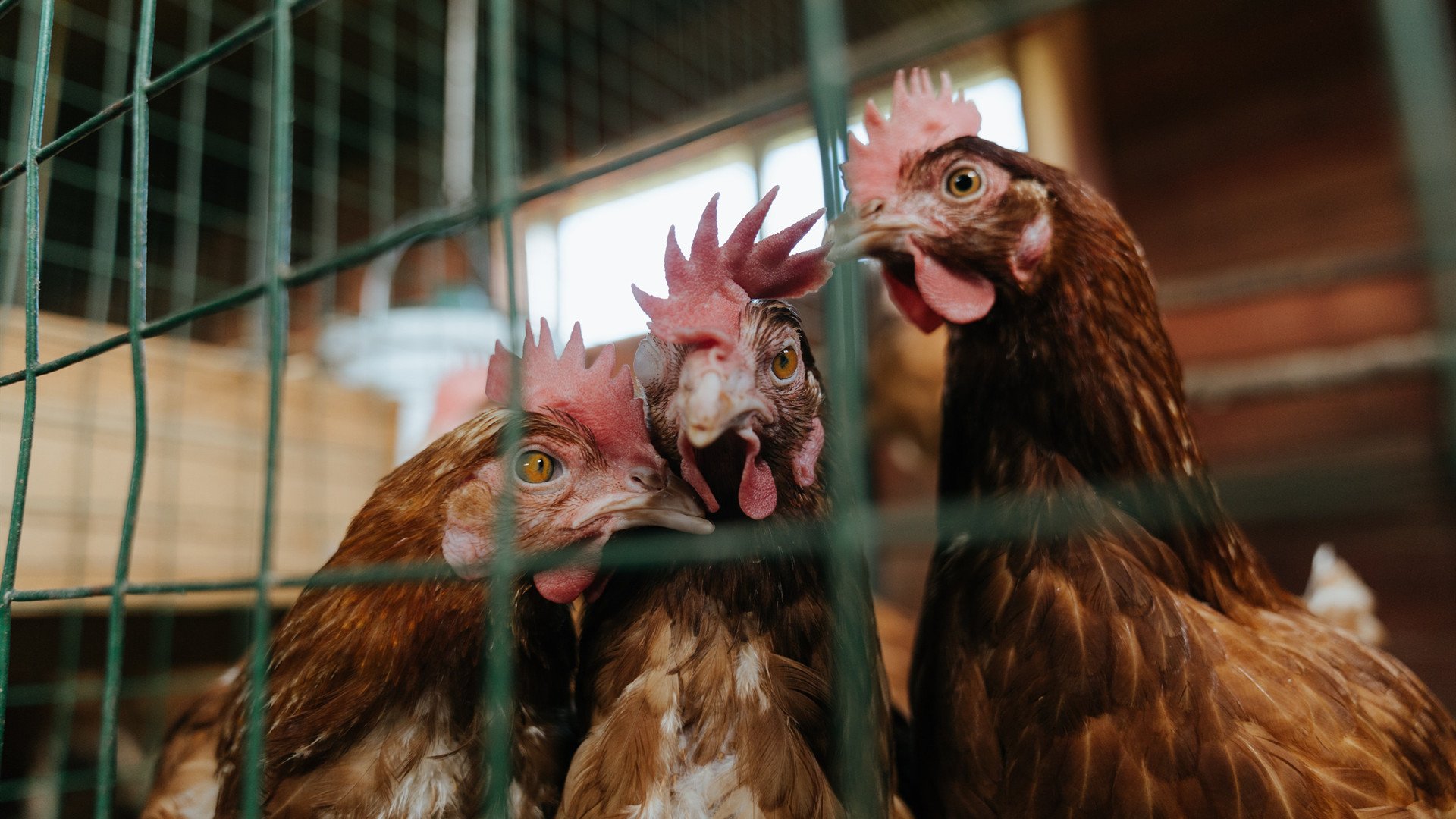 开云·体育全站登录地址-塞维利亚保持优异状态,积极争夺欧洲比赛资格